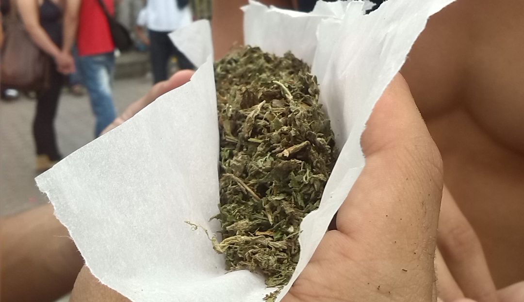 CANNABIS, GOBERNADOR DE ANTIOQUIA, LUIS PÉREZ, PLANTAS MEDICINALES: Gobernación de Antioquia entrará al negocio del cannabis medicinal