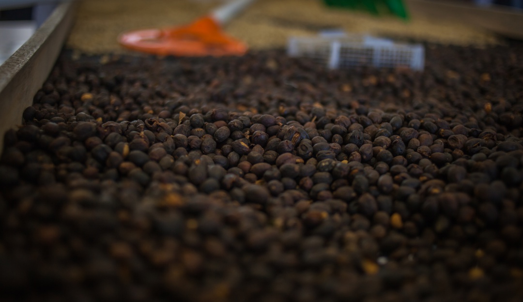 Caída de la producción del Café: Producción de café en febrero cayó un 8.7%