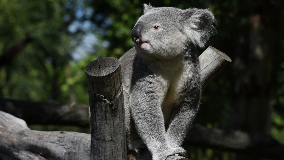 La foto de un Koala que cautiva redes por su pose
