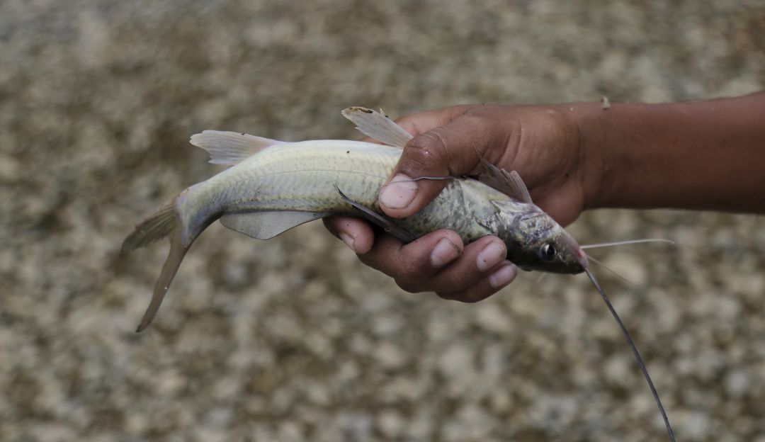 Reportan mortandad de peces en caño de Tolú
