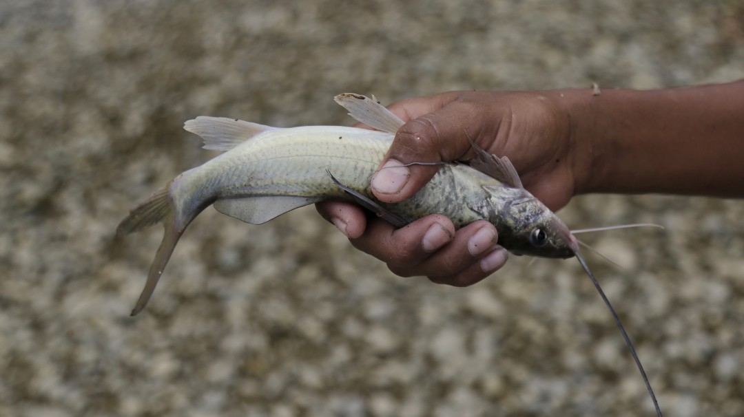 Reportan mortandad de peces en caño de Tolú