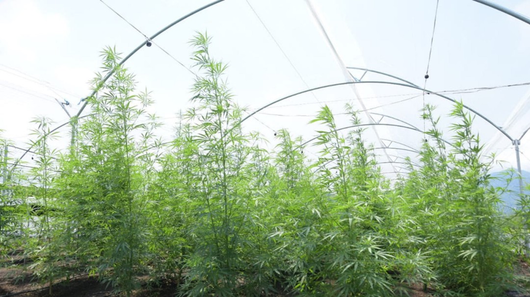 Quindío cuenta con primera planta de producción de marihuana medicinal
