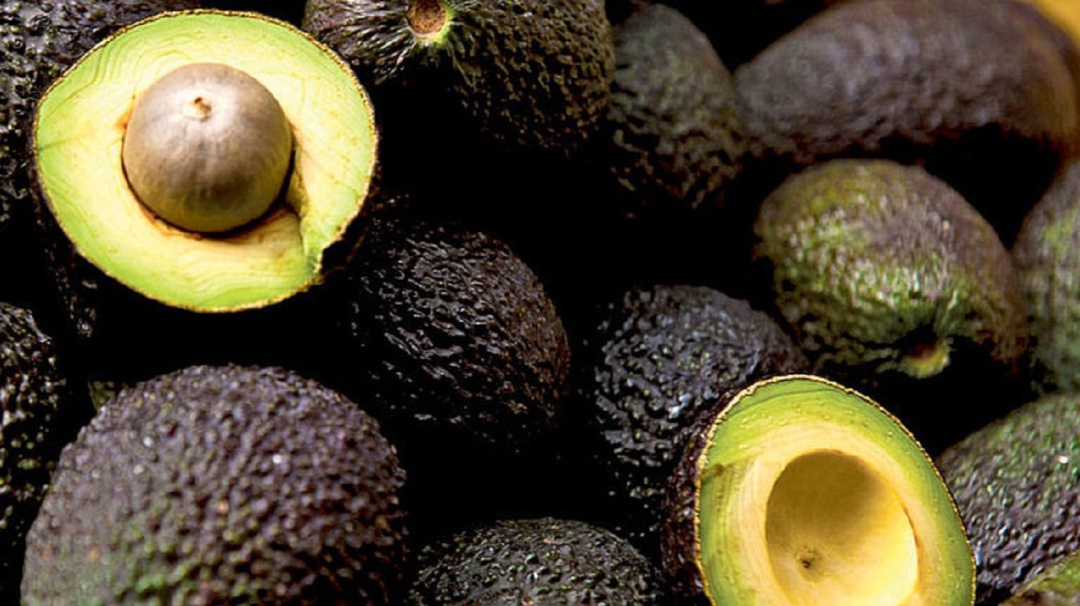 Los hongos, enemigos de los aguacates