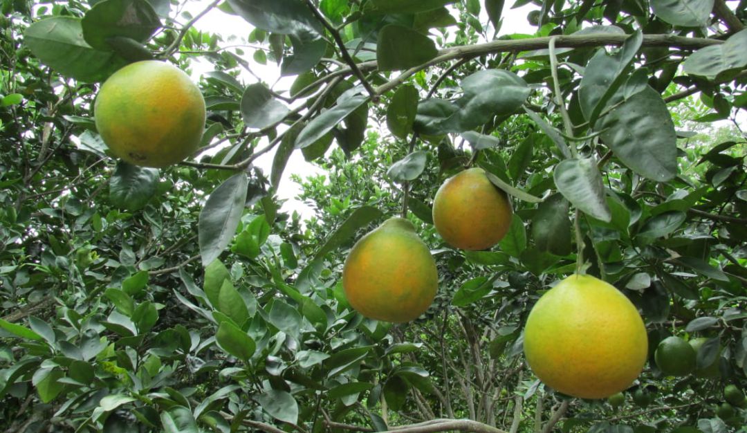 Enfermedad del HLB: ICA combate enfermedad que destruye árboles de limón en el Caribe