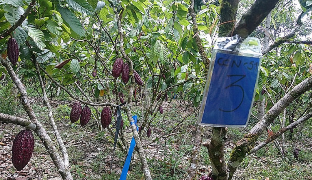 Clon de cacao 'CCN-51'