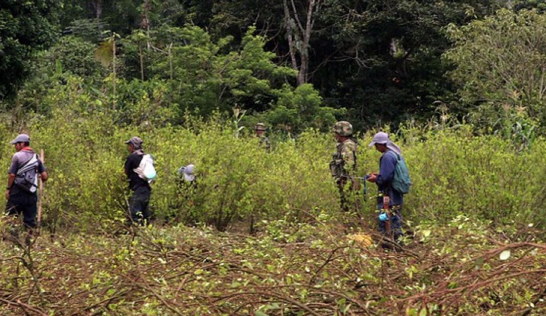 Hectareas de Coca en Pasto: 9.100 hectáreas menos de coca en Nariño gracias a la sustitución