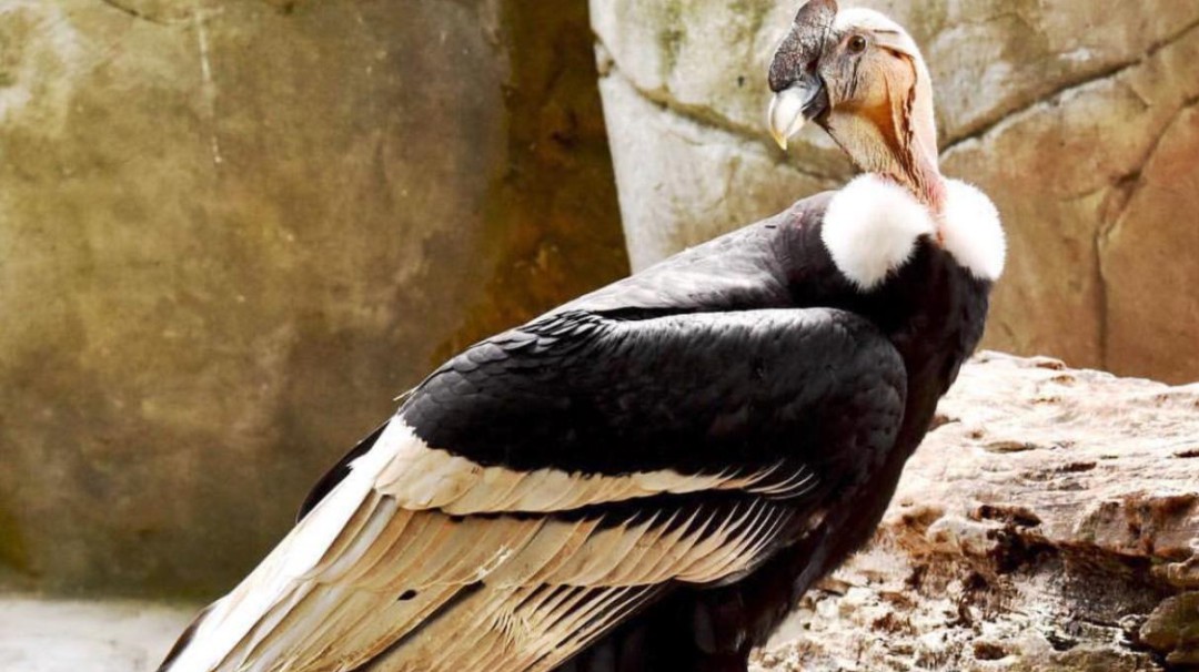 Los cóndores del Aviario de Barú en Colombia han puesto su primer huevo