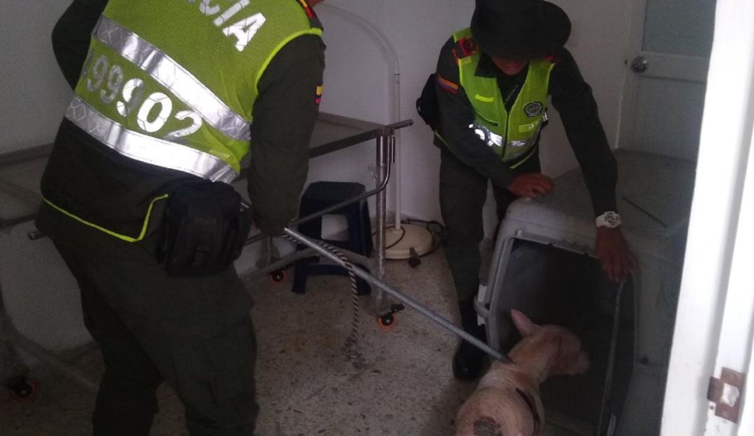 Pitbul: Un menor de 5 años cayó de un segundo piso y fue mordido por un pitbull