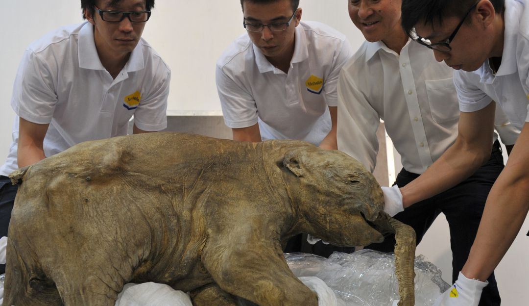 Mamut: Un grupo de científicos logra activar células de mamut de 28.000 años