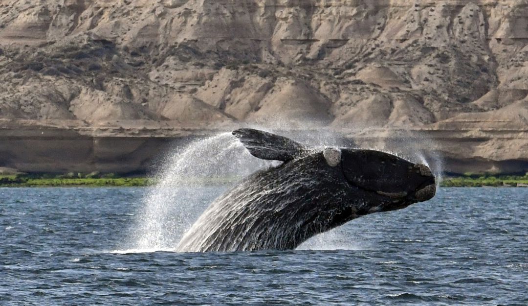 Ballena se traga aun hombre: ¡Increíble! un hombre fue tragado por una ballena