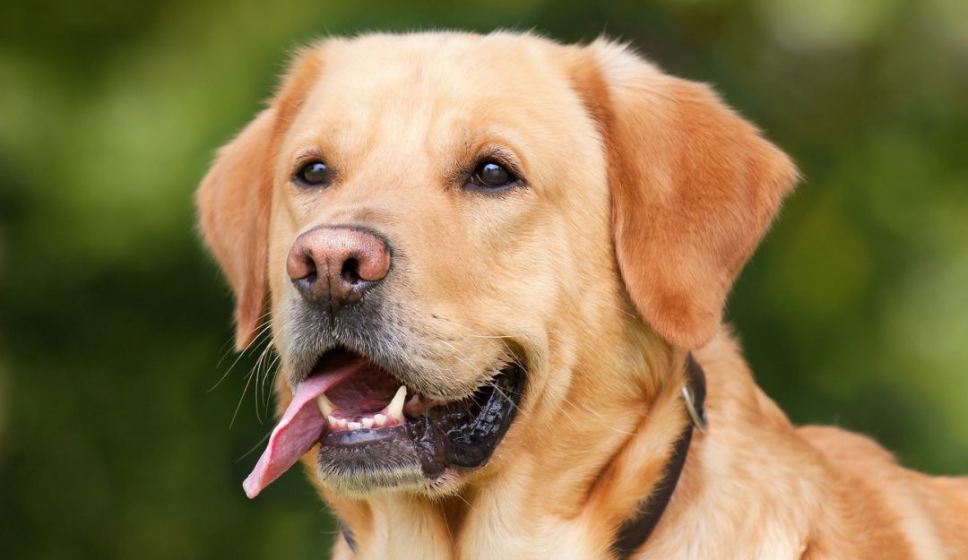 Cerveza para perros: ¡Increíble! Crearon la cerveza para perros