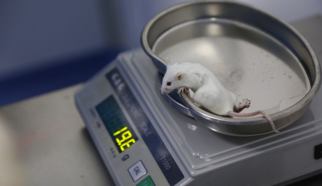 Ciencia: ¿Avance significativo en la terapia tumoral?