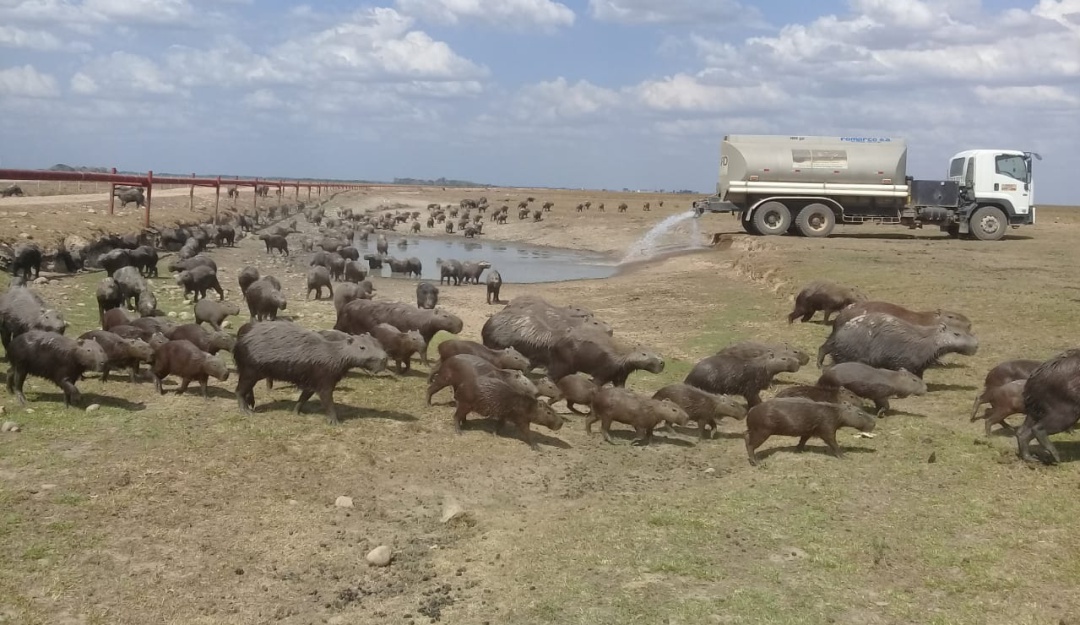 Cambio Climático: La sequía está matando a los animales en Casanare