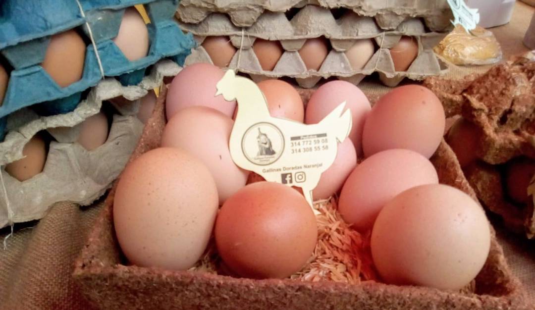Avicultura: Huevos ecológicos de Chinchiná ganan terreno en el mercado nacional