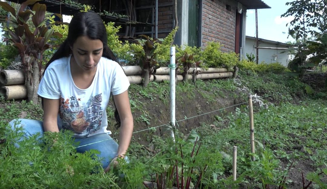 Cultivos de zanahoria
