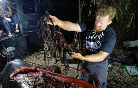 Ballena se tragó 40 kg de plástico: Una ballena con 40 kg de plástico en su estómago muere de hambre Ballena se tragó 40 kg de plástico: Una ballena con 40 kg de plástico en su estómago muere de hambre