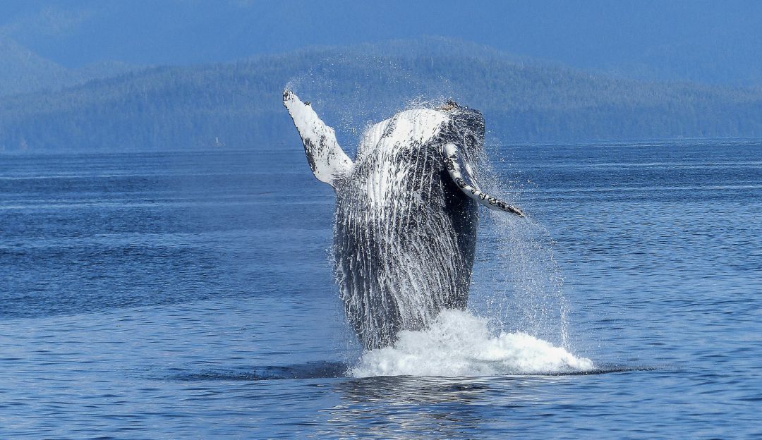 Ballena se tragó 40 kg de plástico: Una ballena con 40 kg de plástico en su estómago muere de hambre