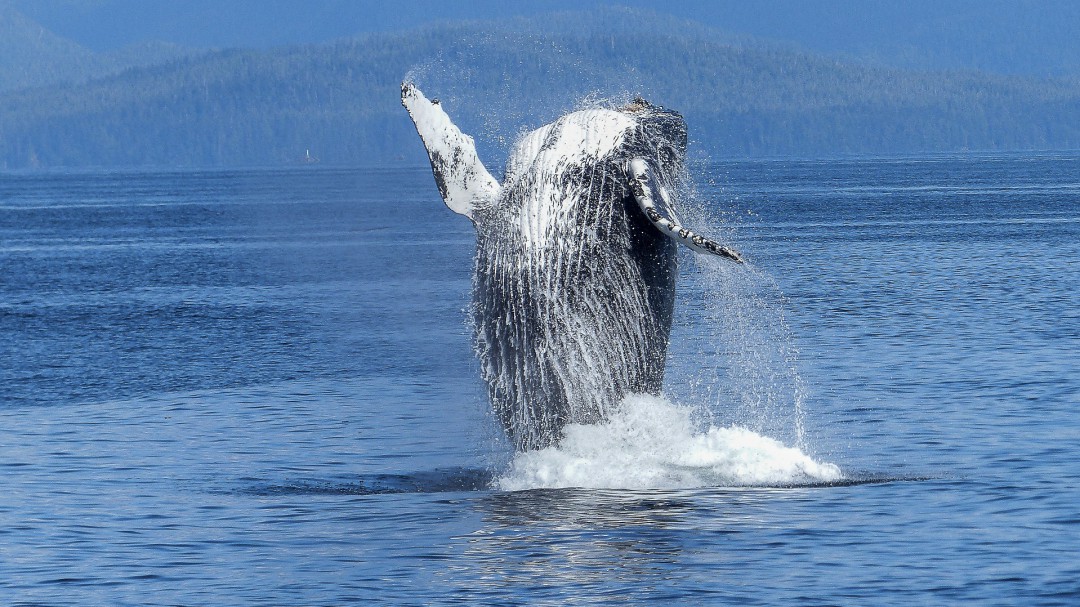Una ballena con 40 kg de plástico en su estómago muere de hambre