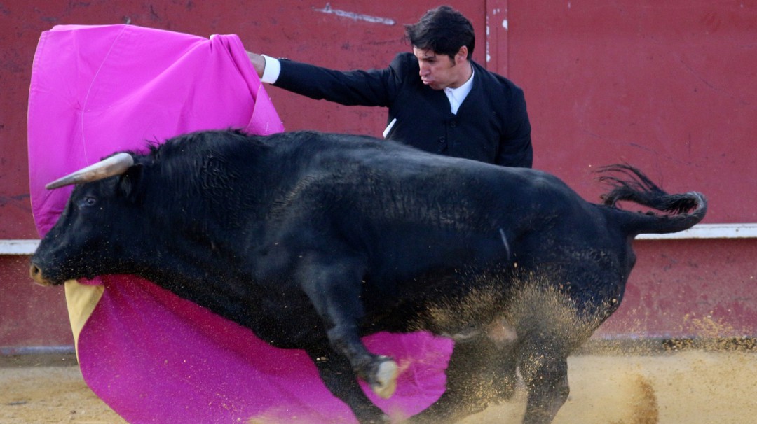 ¡Impresionante! torero recibe fuerte cornada en una corrida en España