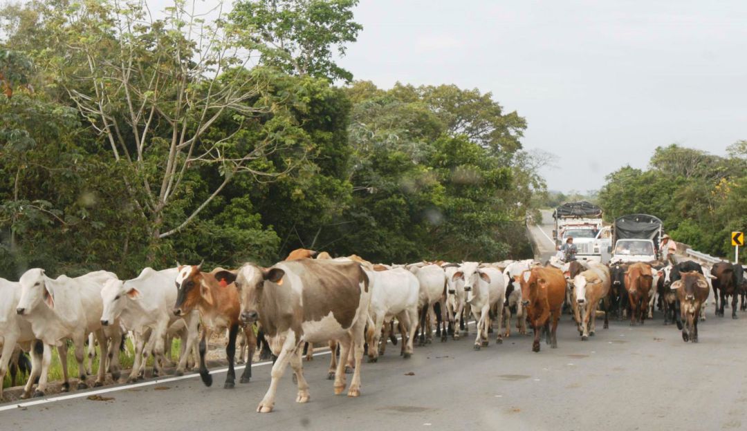 Los Rancheros hurto de ganado Bolívar: Cayeron “Los Rancheros”, dedicados al hurto de ganado en Bolívar
