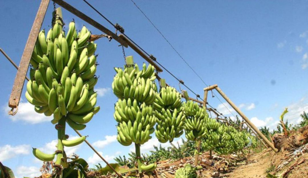 Banano Tecnología: Con Sensores Remotos Buscan Revolucionar Los ...