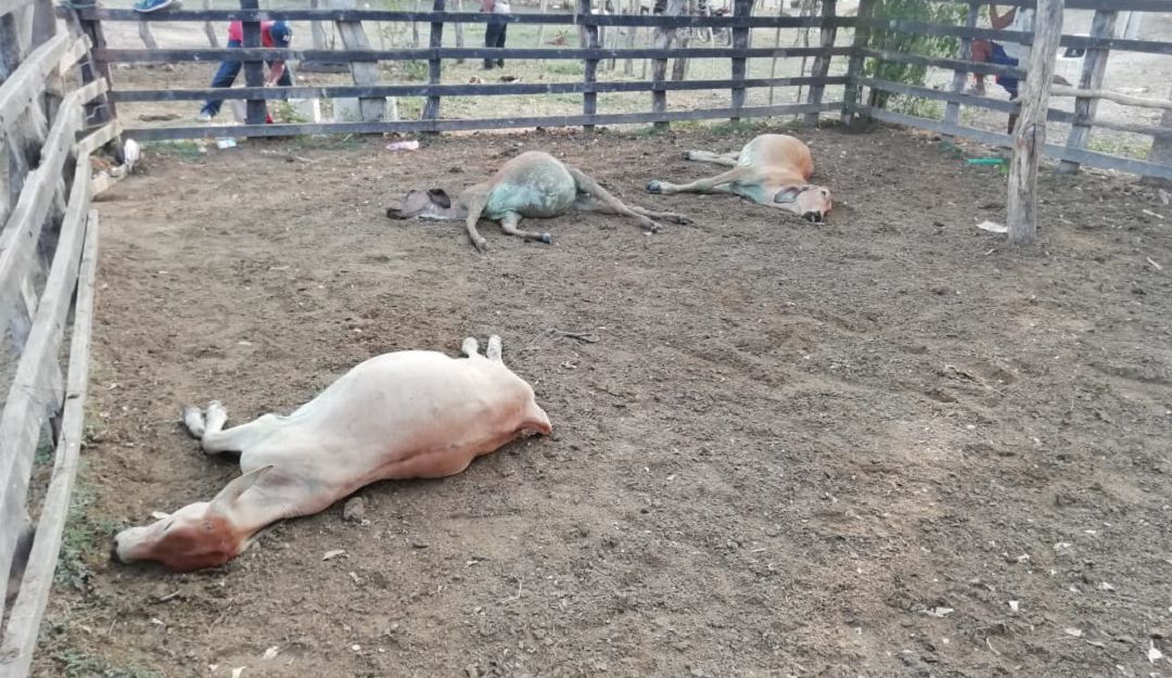 Ganaderos reportan pérdidas por ola de calor en varias zonas de Antioquia