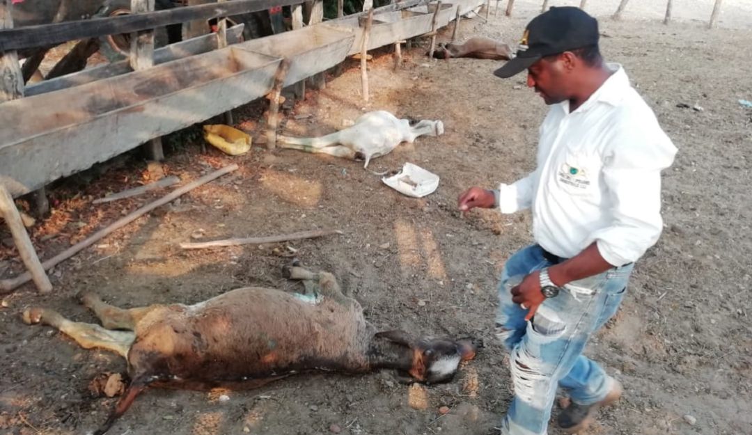 muerte de reses: Adelantan monitoreo a embalse del Guájaro tras muerte masiva de reses
