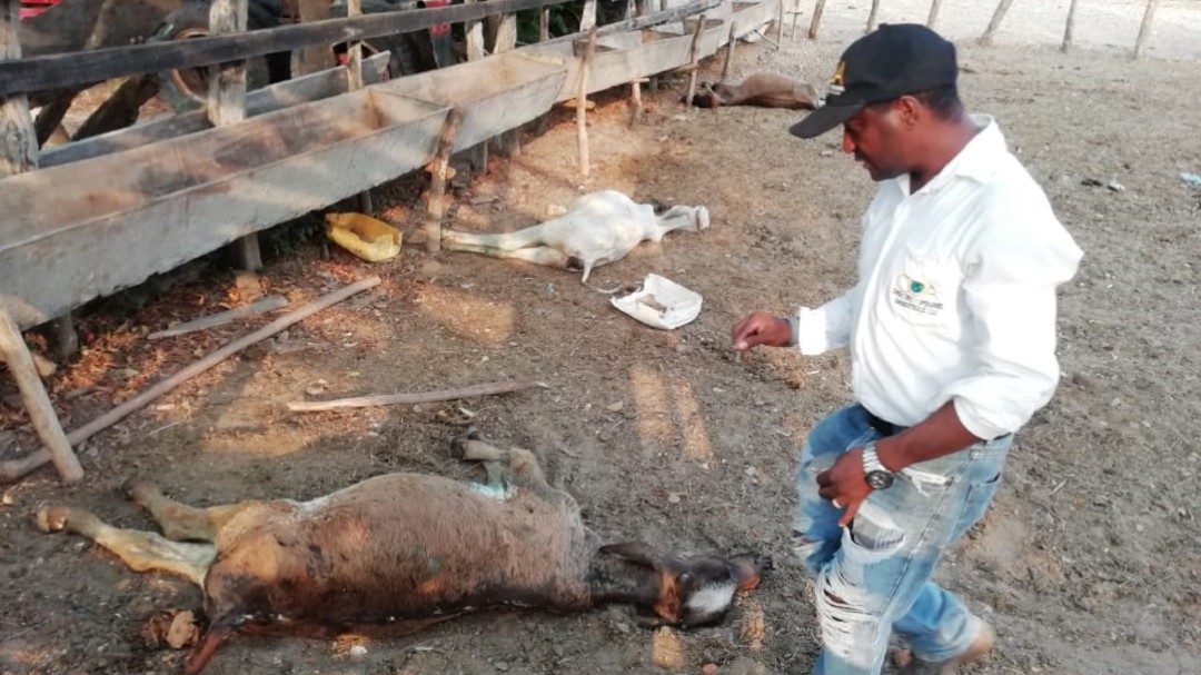 Adelantan monitoreo a embalse del Guájaro tras muerte masiva de reses