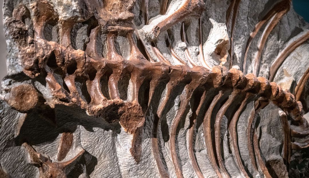 Huevo de dinosaurio: Hallan huevo dentro de un fósil de dinosaurio en perfectas condiciones