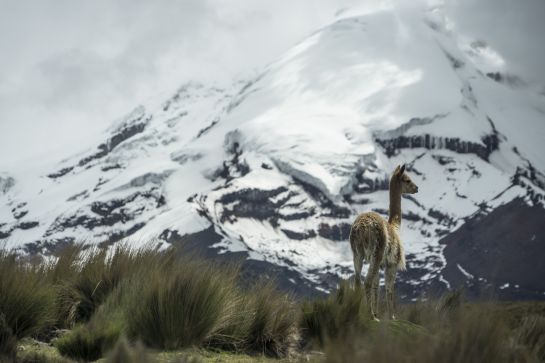 Indígenas Ecuador: Sed en las alturas: la angustia de los indígenas por el agua en Ecuador Indígenas Ecuador: Sed en las alturas: la angustia de los indígenas por el agua en Ecuador