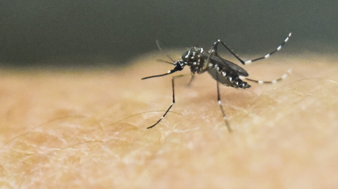 Detectan nuevos efectos del Zika en niños expuestos al virus
