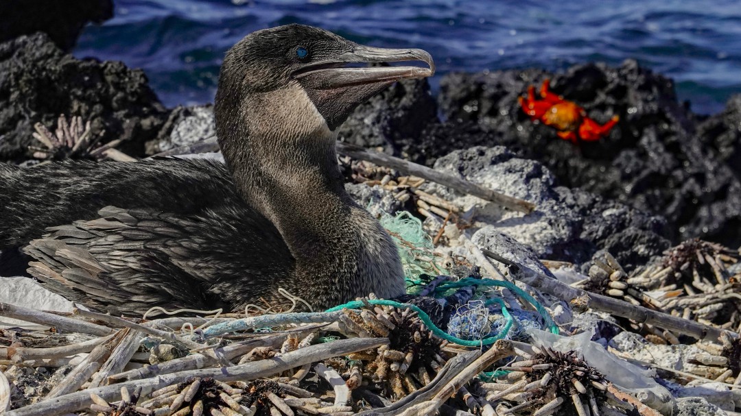 Un monstruo en el paraíso: el plástico amenaza la vida en Galápagos