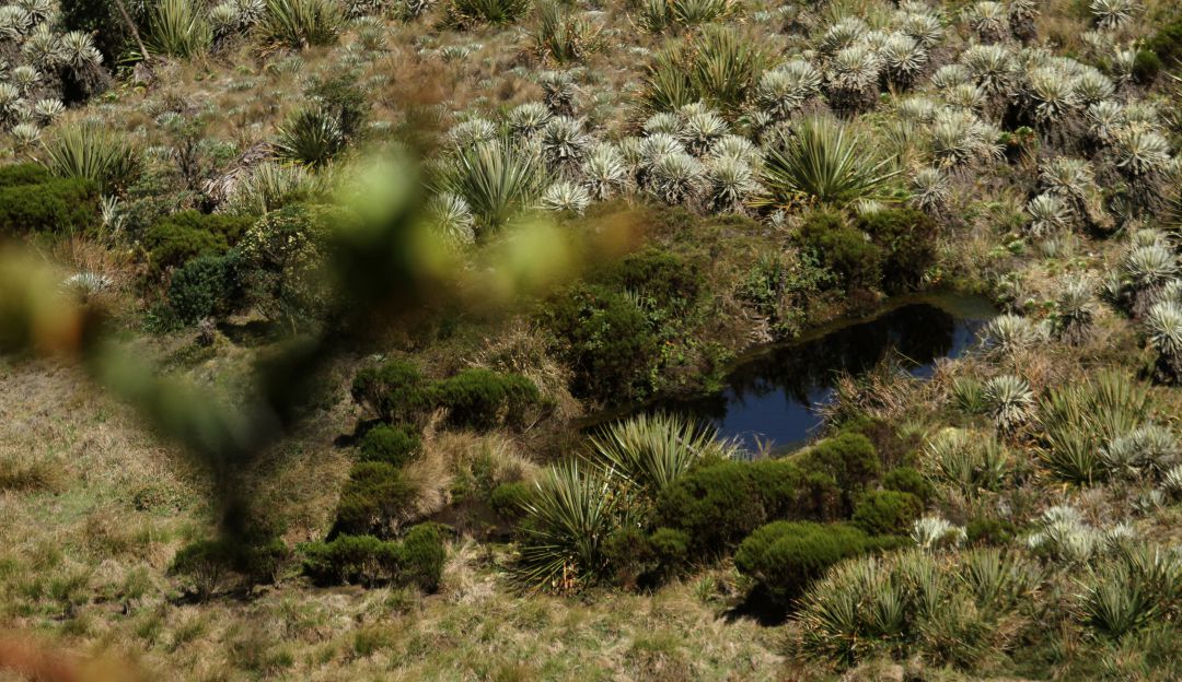 Día mundial del Agua: Más de 100 nuevos protectores cuidarán los páramos de Colombia