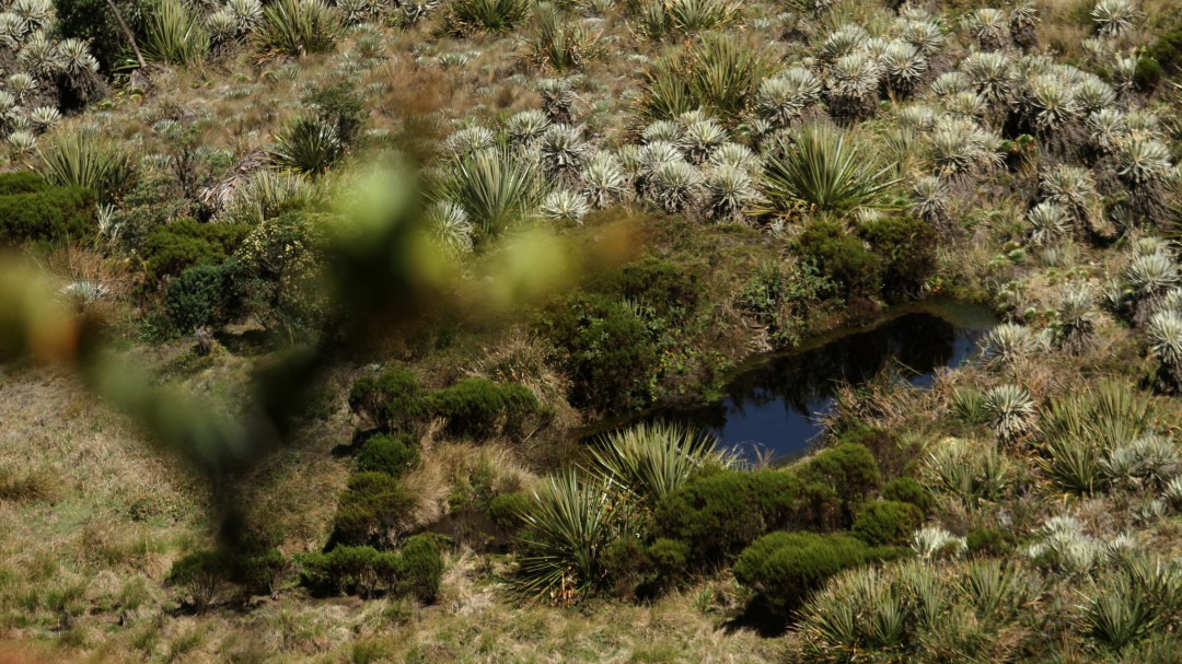 Más de 100 nuevos protectores cuidarán los páramos de Colombia