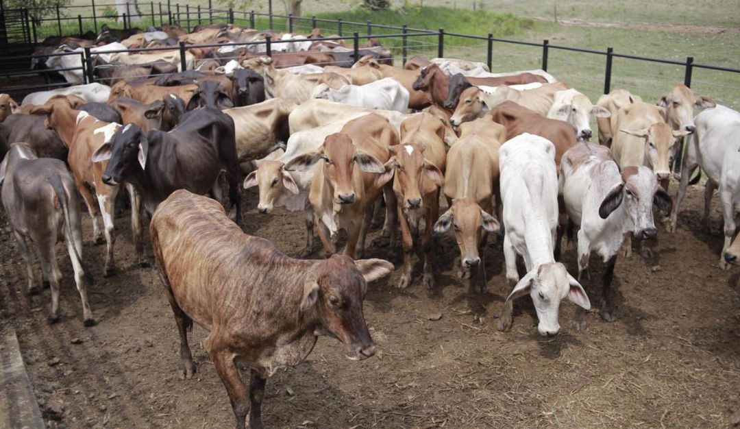 Rural Entrega Bovino Bolívar: Familias de Bolívar en los Montes de María reciben bovinos