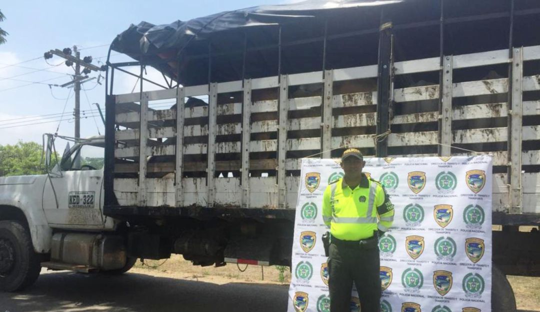 Semoviente Ganado Bolívar Policía: Policía incauta semovientes en carreteras de Bolívar