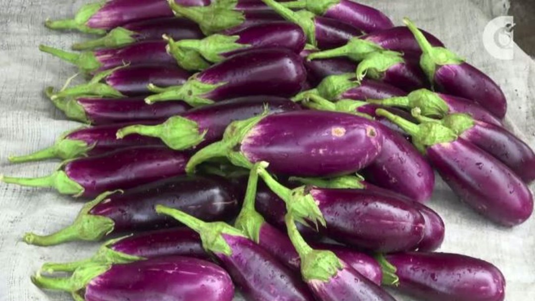 La berenjena, un alimento medicinal y muy nutritivo