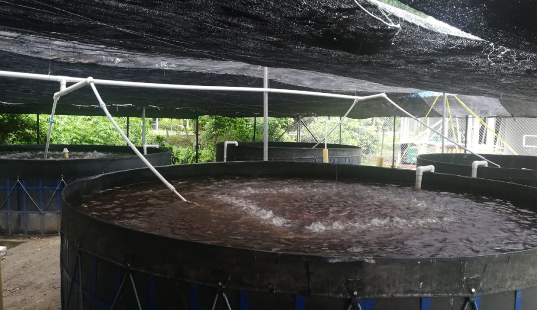 Actualmente son 13 aprendices del grupo de acuicultura del Sena Tolima.