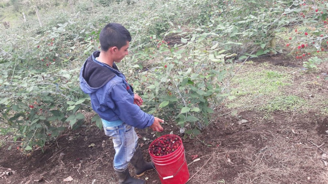 Cultivadores de mora reportan pérdidas por paro indígena
