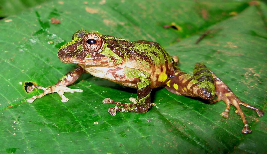 anfibios en riesgo: Anfibios en riesgo por hongo resistente al cambio climático