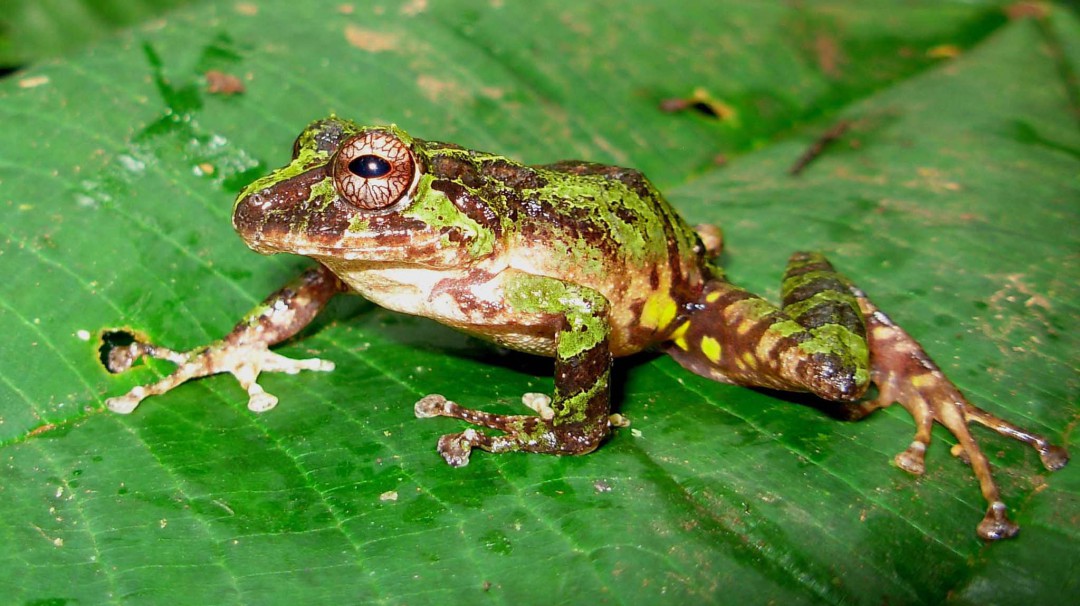 Anfibios en riesgo por hongo resistente al cambio climático