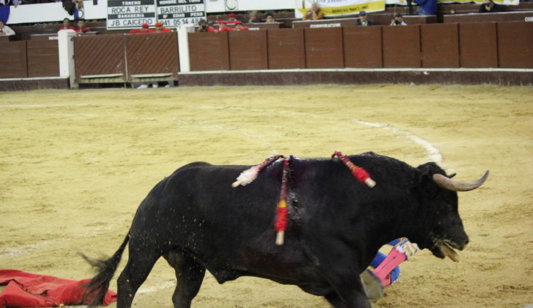 Buscarán prohibir peleas de gallos y corridas de Toros en Zetaquira, Boyacá: Buscarán prohibir peleas de gallos y corridas de Toros en Zetaquira, Boyacá