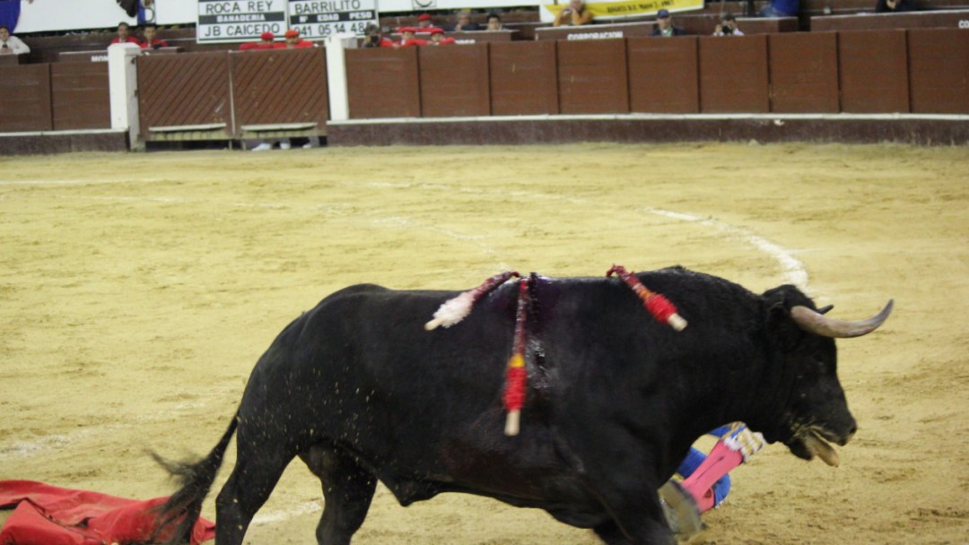 Desaparecerán las corridas de toros en Villa de Leyva, Boyacá