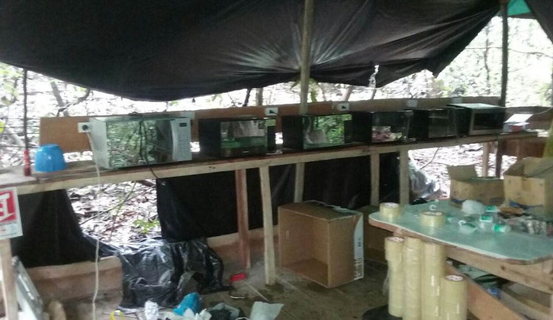 Laboratorio de cocaína oriente de Antioquia Los Chatas: Desmantelan laboratorio de “Los Chatas” en el oriente de Antioquia