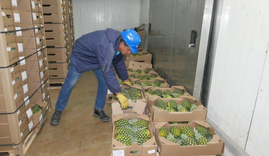 Después de un año vuelven a exportar piña desde el Puerto de Santa Marta