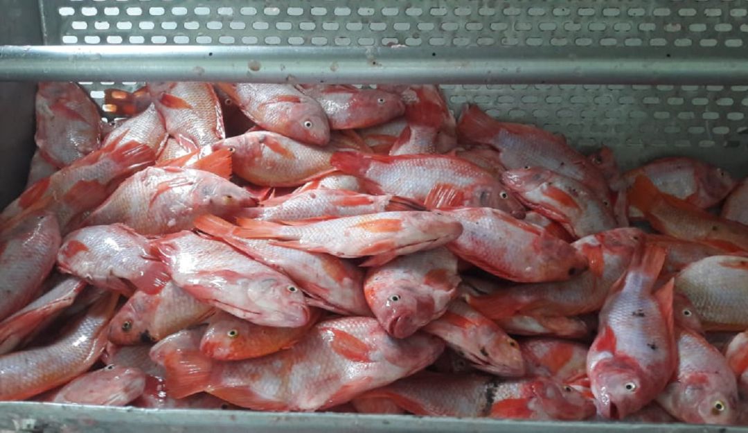 Tilapias