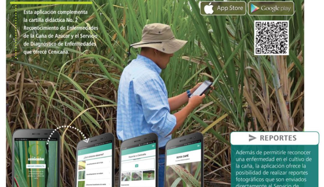 APP: Una aplicación útil para el cuidado de los cultivos de caña