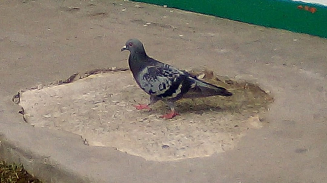 Las palomas, ¿útiles o peligrosas?