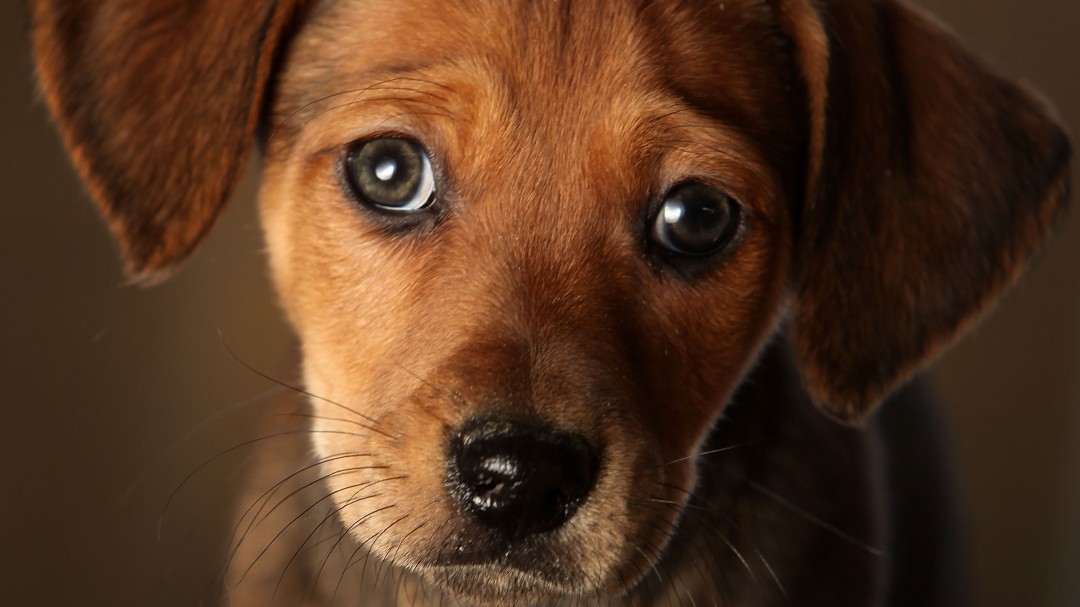 ¡Cuidado! Su perro podría portar un peligroso virus para la salud humana