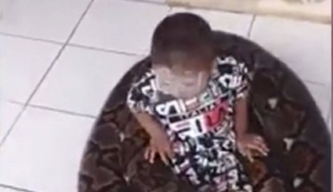 Niño juega con serpiente: ¡Impresionante! Niño juega con serpiente pitón en su casa